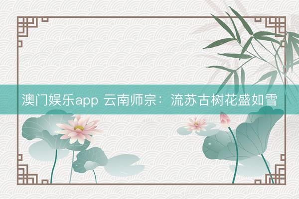 澳门娱乐app 云南师宗:流苏古树花盛如雪