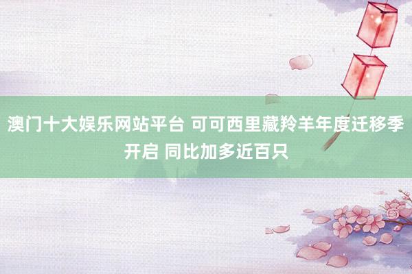 澳门十大娱乐网站平台 可可西里藏羚羊年度迁移季开启 同比加多近百只